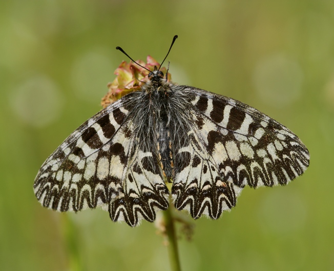 Zerynthia sp. - Zerynthia (Zerynthia) cassandra