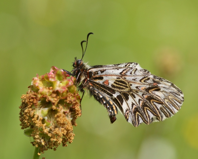 Zerynthia sp. - Zerynthia (Zerynthia) cassandra