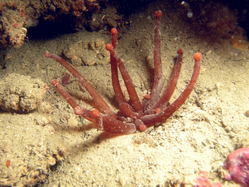 Anemonactis mazeli (Peachia)