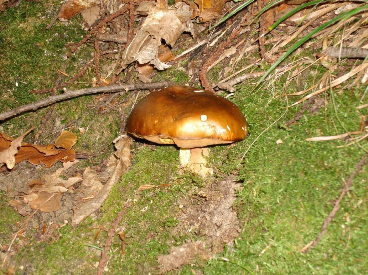 Castagneto/Querceto; Genere: Boletus, Specie: ???