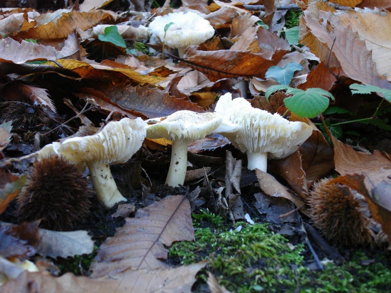 Escursioni novembrine nell''Aquilano