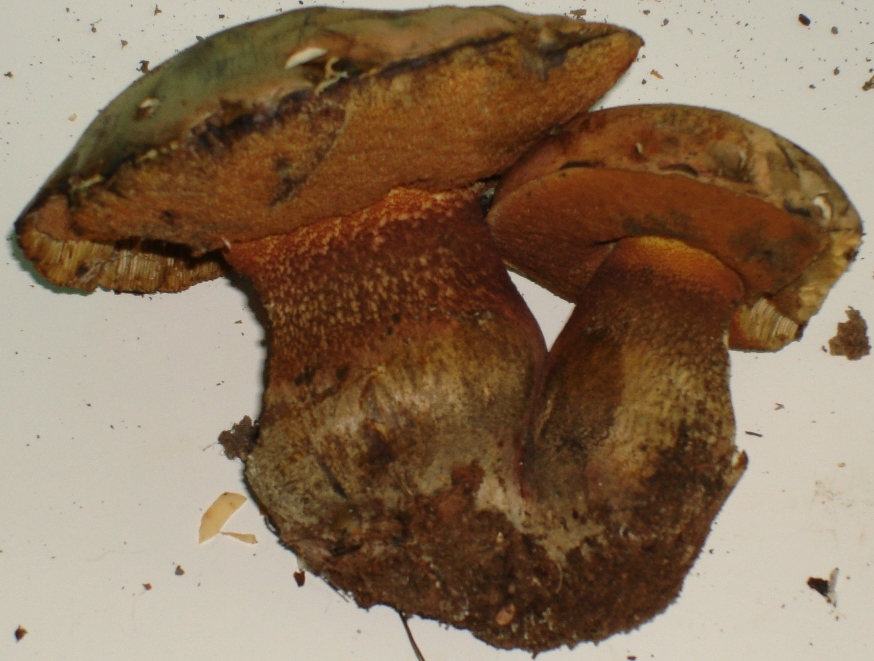 Escursione in castagneto; Boletus sconosciuto (a me!)