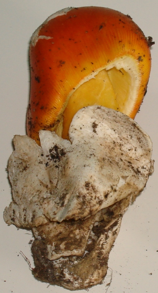 Escursione in castagneto; Amanita caesarea?