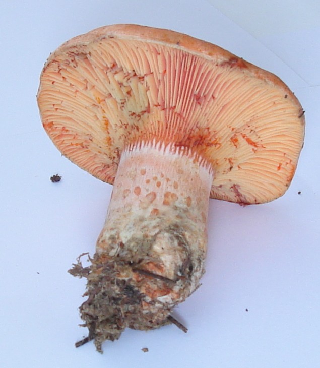 Lactarius deliciosus?