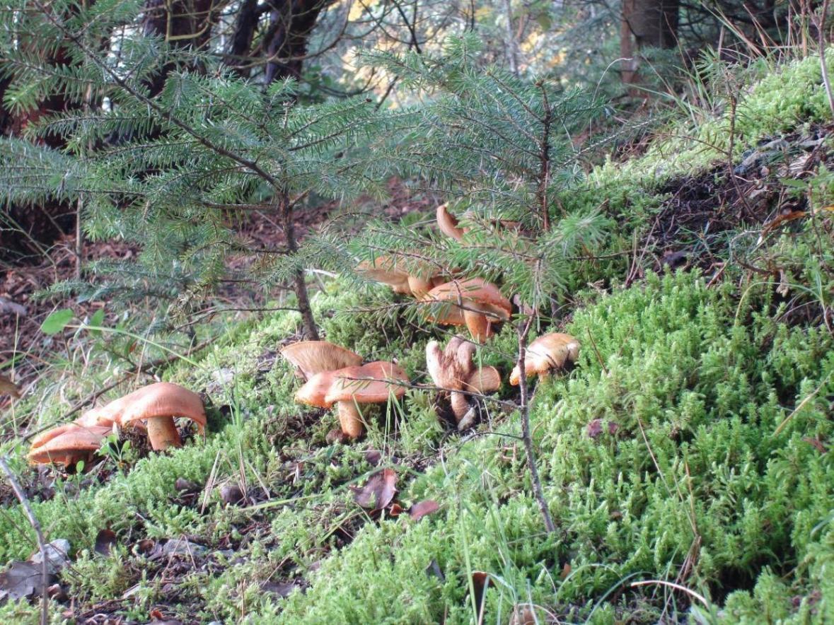 Escursioni fine-ottombrine nell''Aquilano