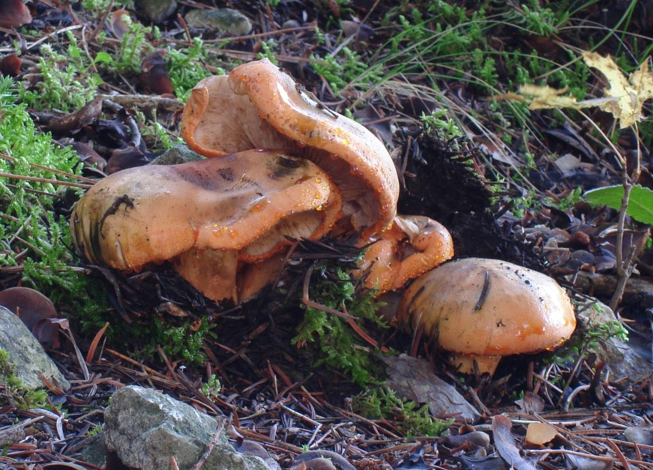 Escursioni fine-ottombrine nell''Aquilano