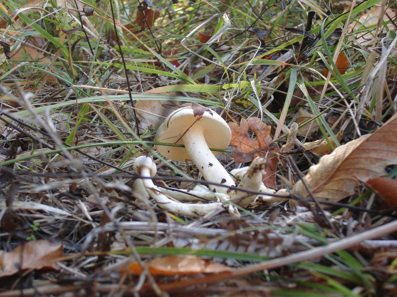 Escursioni fine-ottombrine nell''Aquilano