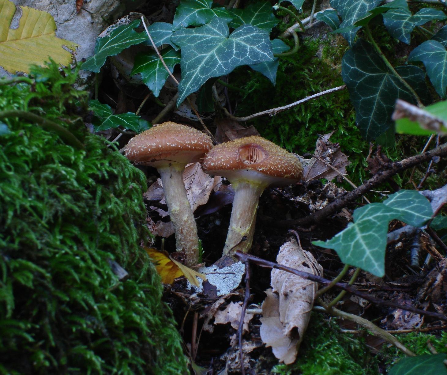 Escursioni fine-ottombrine nell''Aquilano