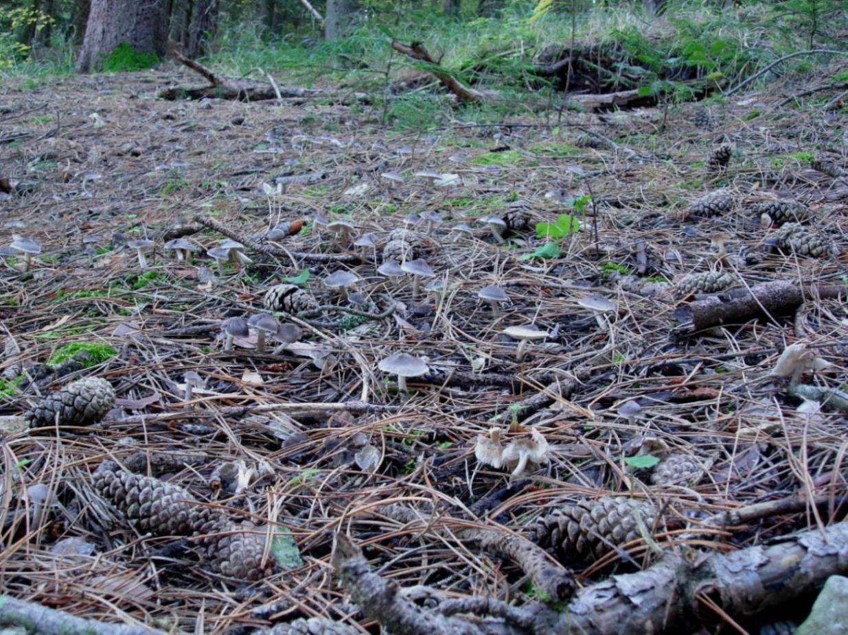 Escursioni fine-ottombrine nell''Aquilano