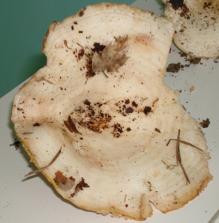 Escursione in castagneto; Lactarius di colore bianco