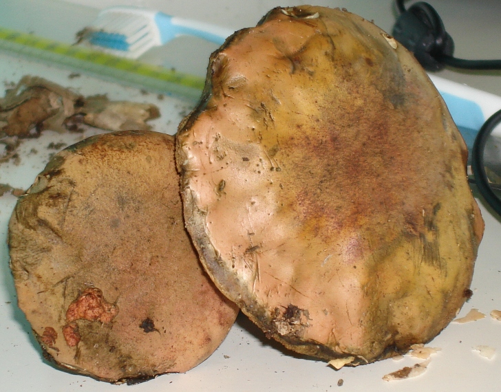 Escursione in castagneto; Boletus sconosciuto (a me!)