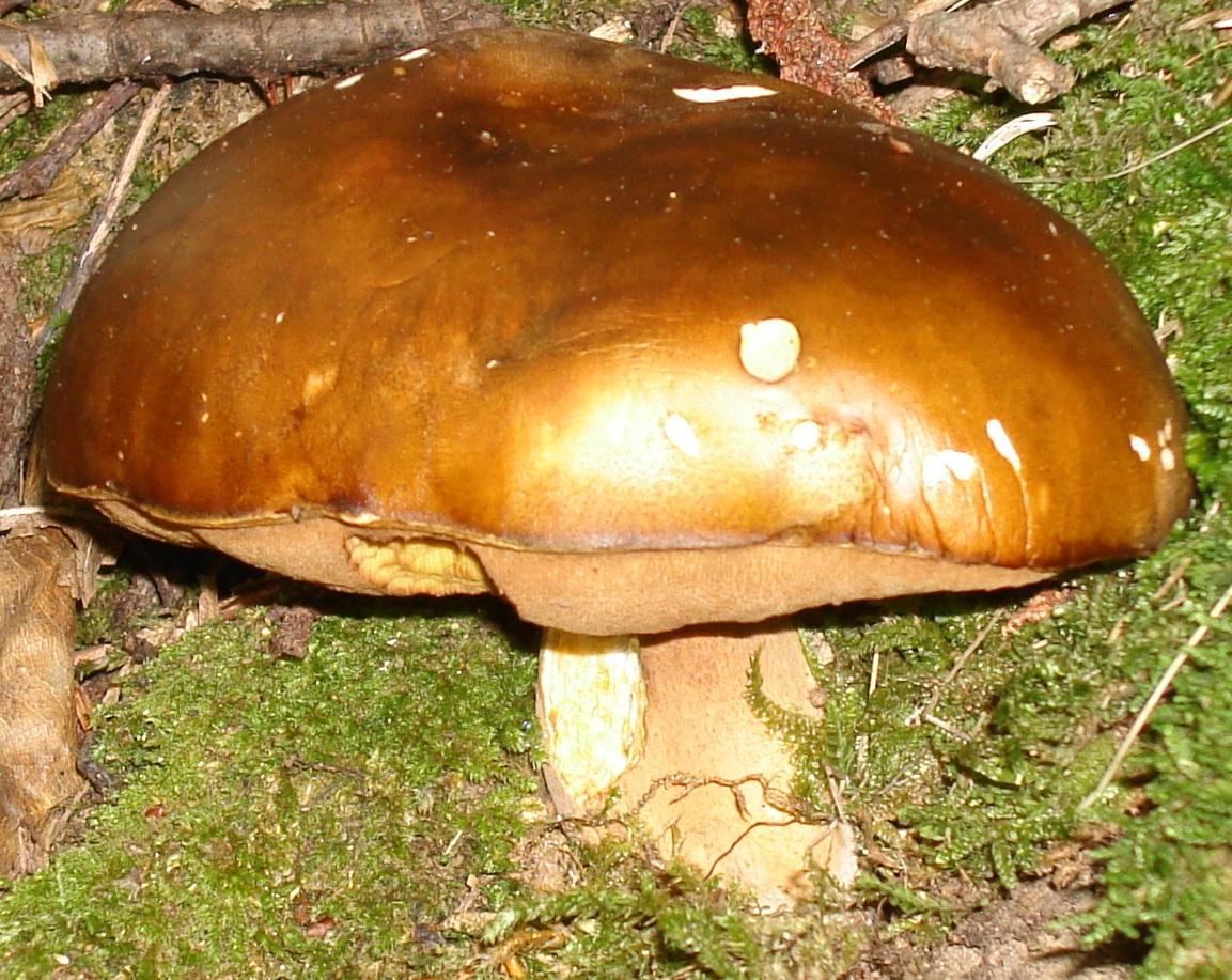 Castagneto/Querceto; Genere: Boletus, Specie: ???