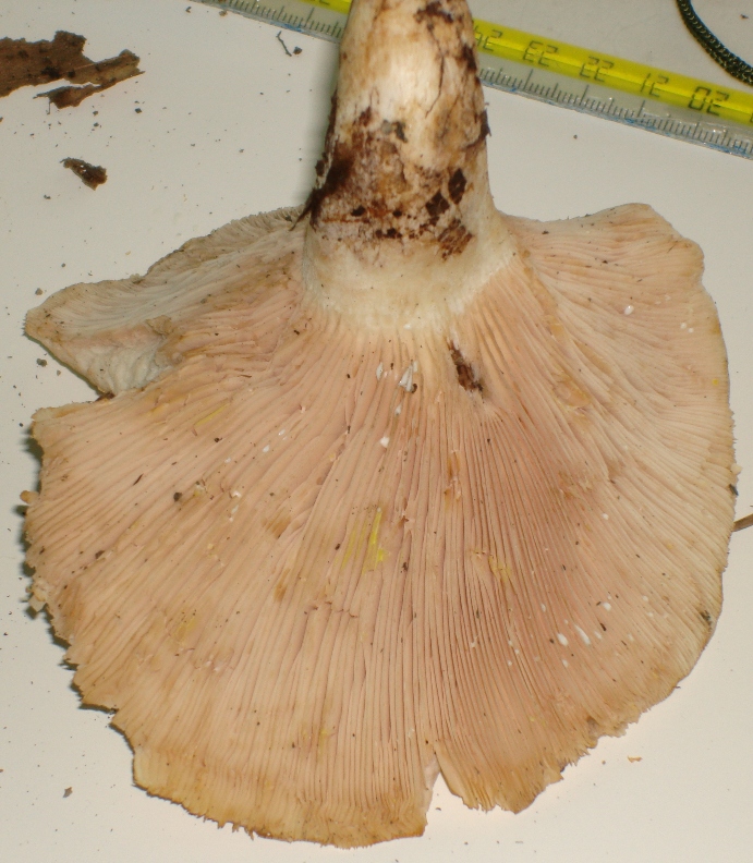 Escursione in castagneto; Lactarius di colore bianco