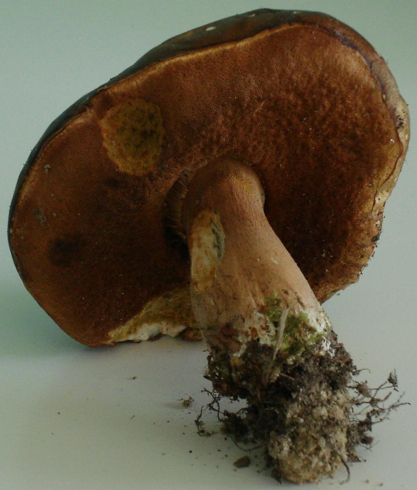 Castagneto/Querceto; Genere: Boletus, Specie: ???