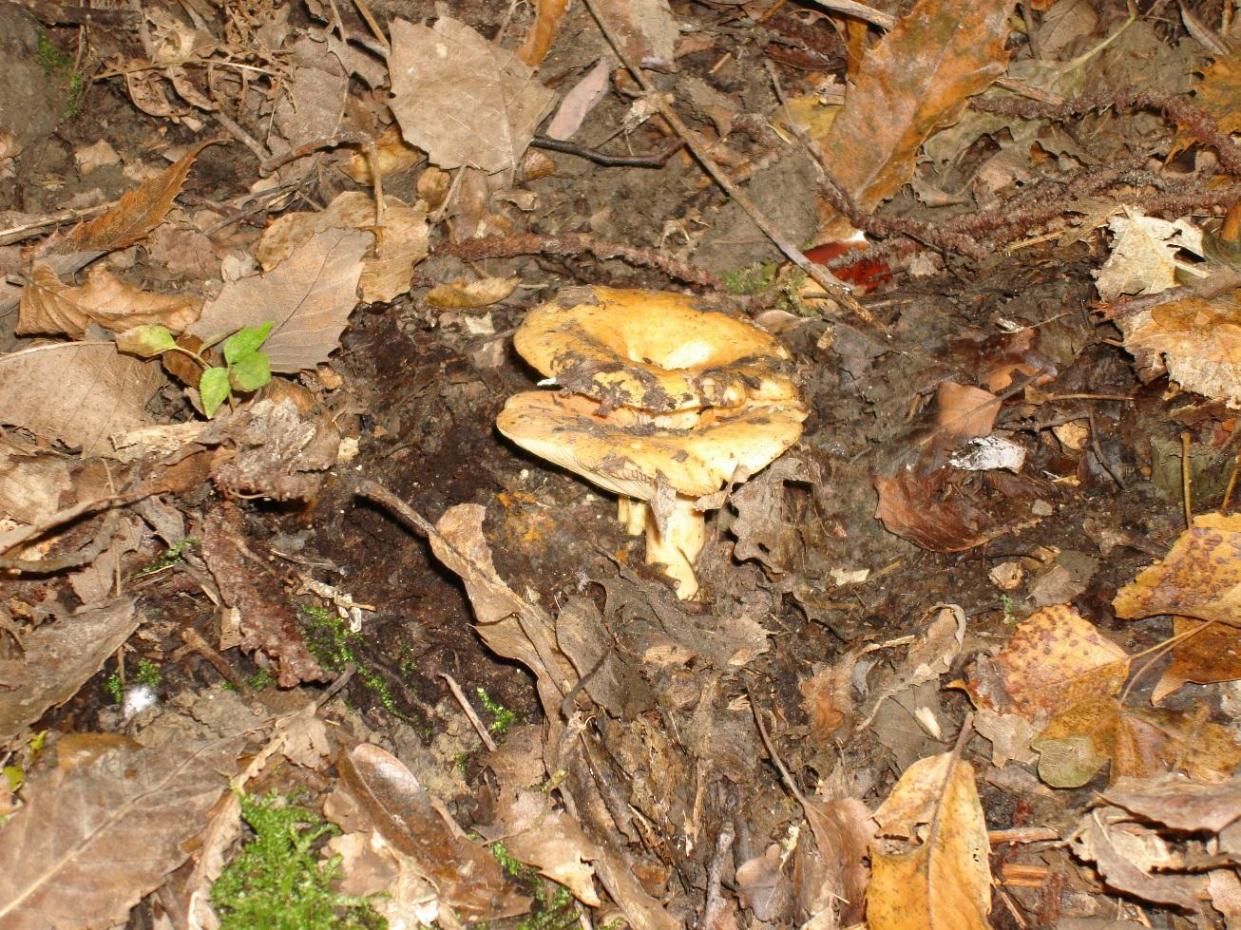 Escursione in castagneto/querceto - Canistro(AQ)