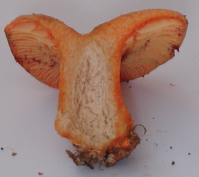 Lactarius deliciosus?