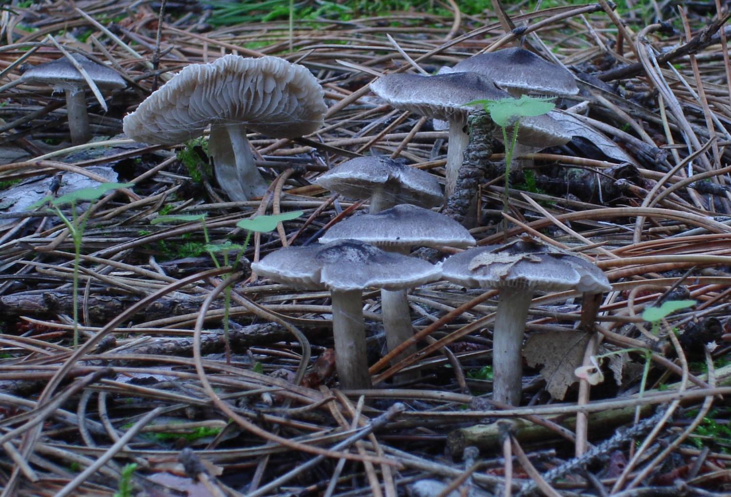 Escursioni fine-ottombrine nell''Aquilano