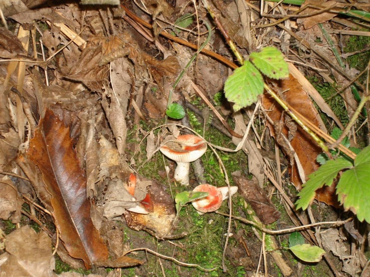 Escursione in castagneto/querceto - Canistro(AQ)