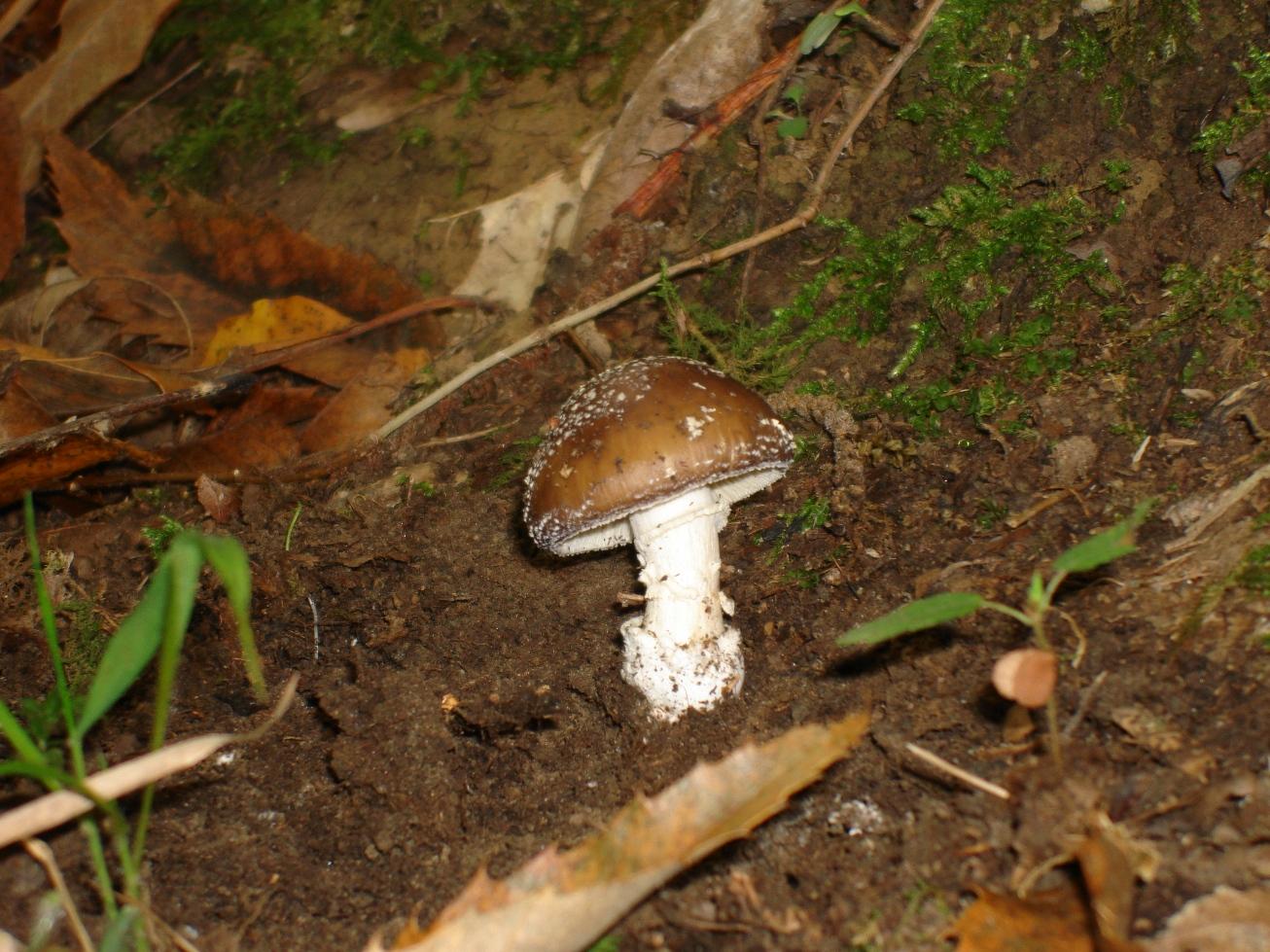 Escursione in castagneto/querceto - Canistro(AQ)