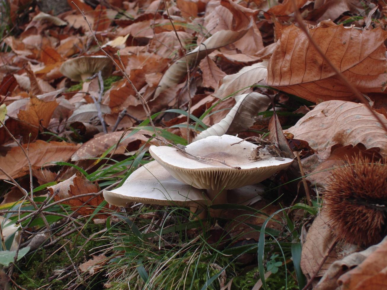 Escursioni novembrine nell''Aquilano