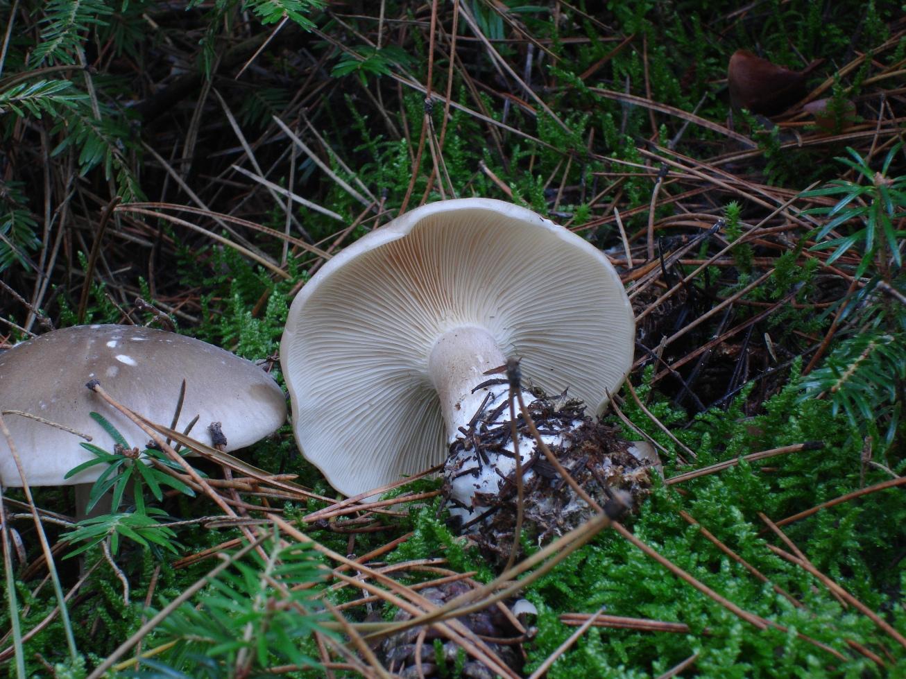 Escursioni fine-ottombrine nell''Aquilano