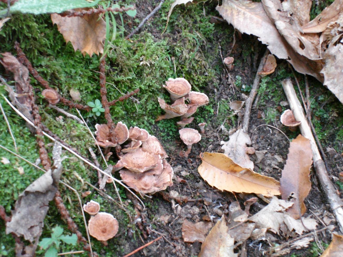 Escursione in castagneto/querceto - Canistro(AQ)