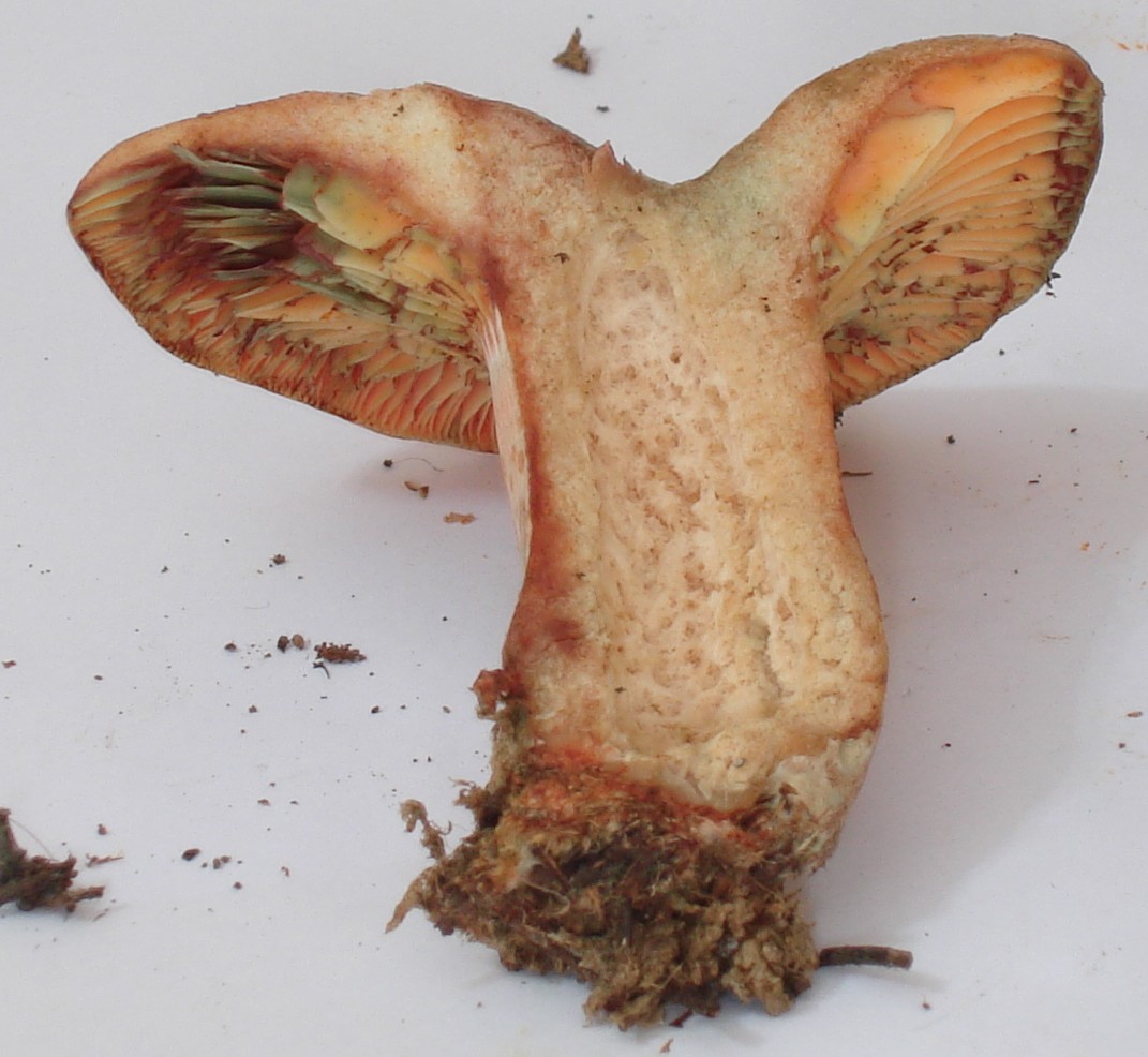 Lactarius deliciosus?