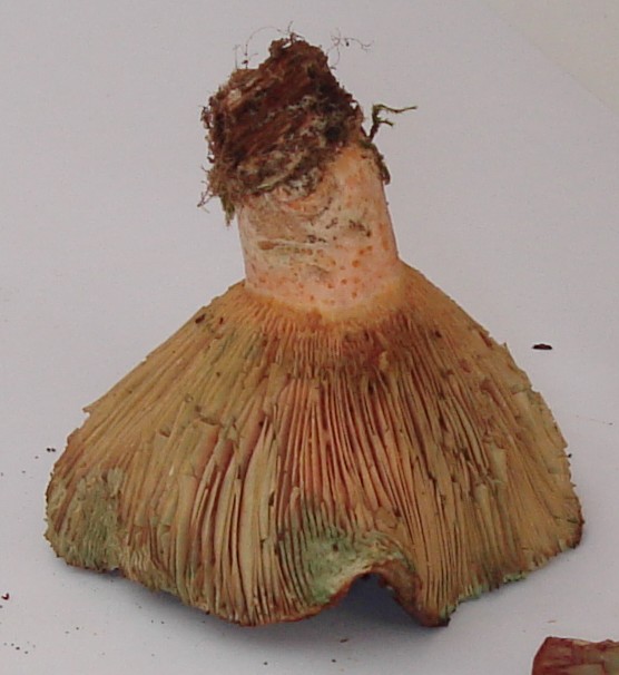 Lactarius deliciosus?