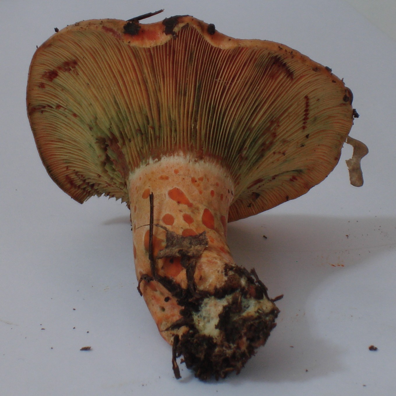 Lactarius deliciosus?