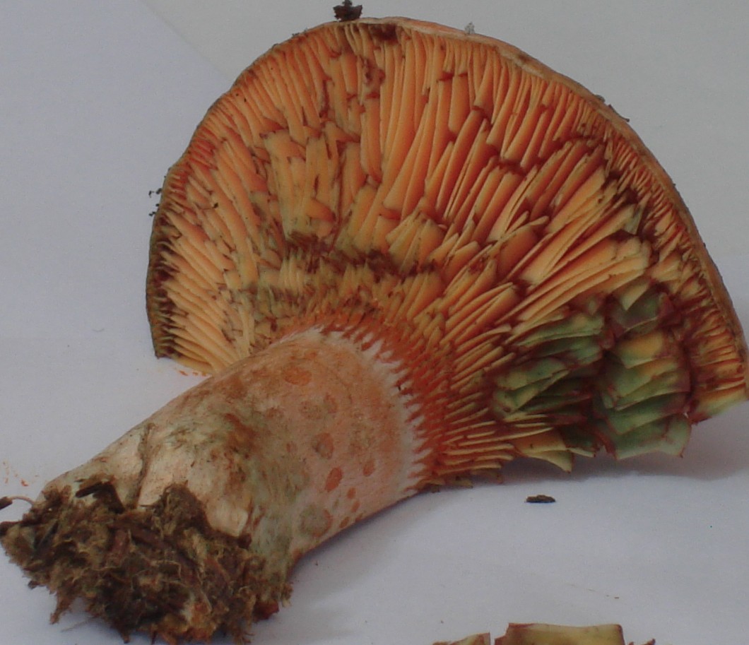 Lactarius deliciosus?