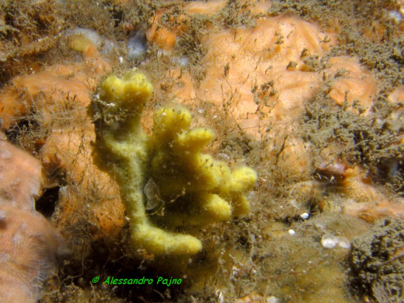 Axinella damicornis (Esper, 1794)