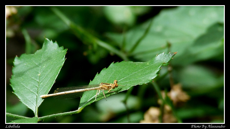 Di che libellula si tratta? - Platycnemis pennipes (femmina)