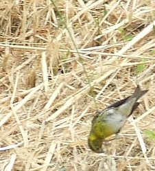 Di che  uccello si tratta? [Verzellino]