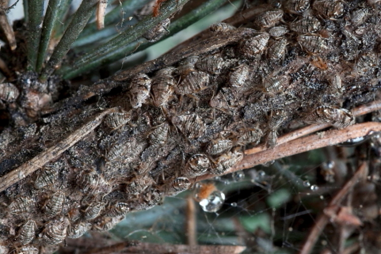 Clnara cedri (Aphididae)