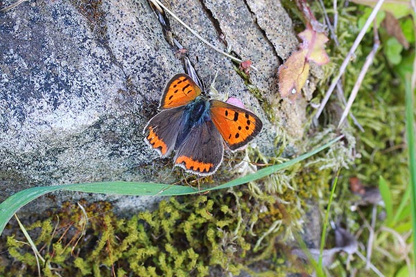 licanidi da identificare