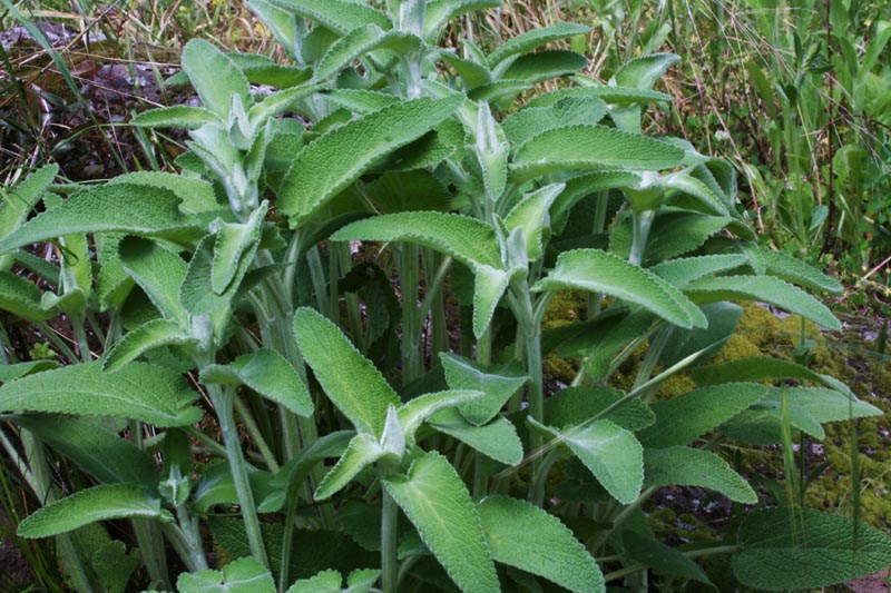 Stachys germanica sl.