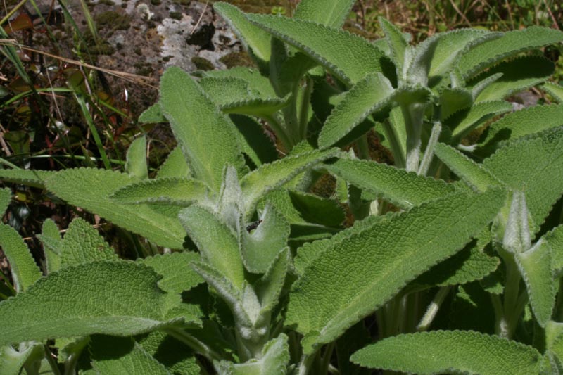 Stachys germanica sl.