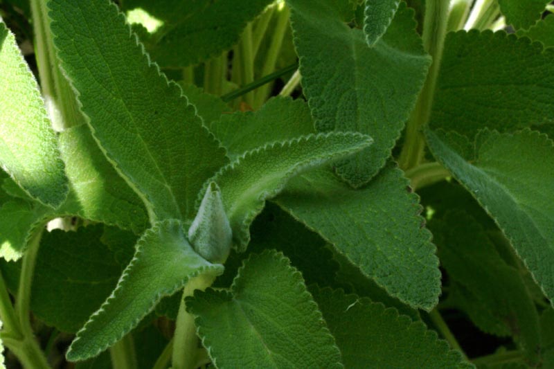 Stachys germanica sl.