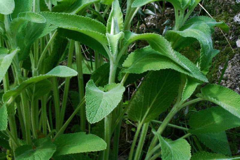 Stachys germanica sl.