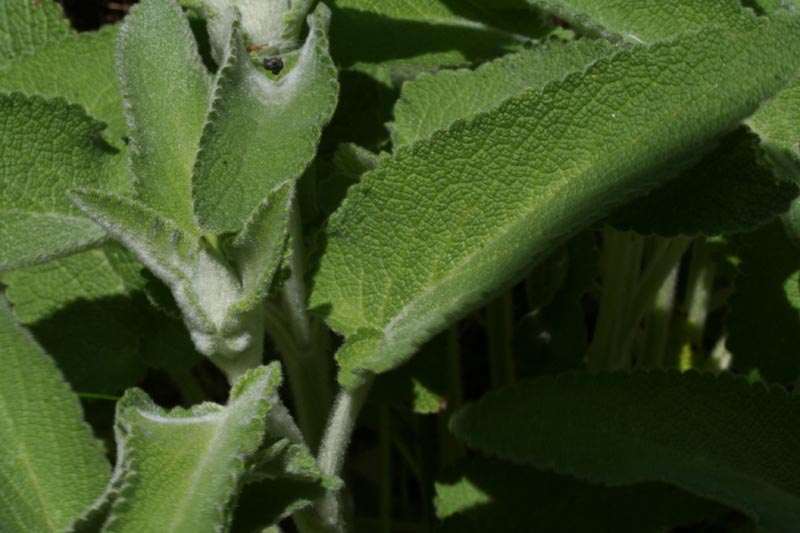 Stachys germanica sl.