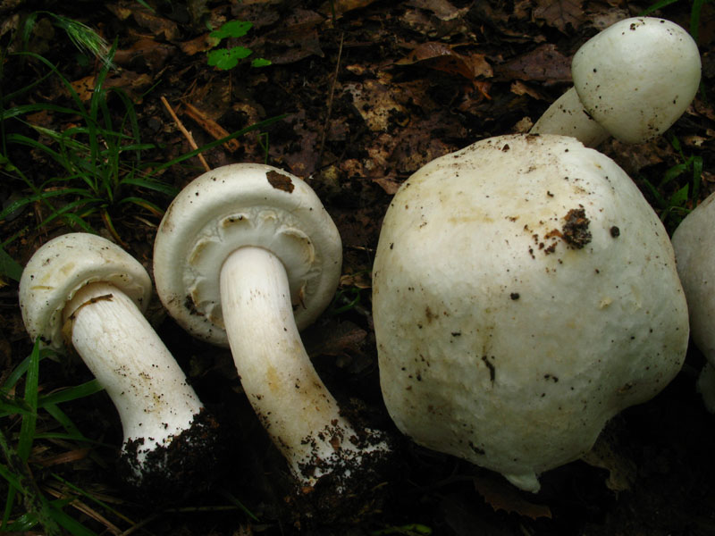 Agaricus a crescita cespitosa