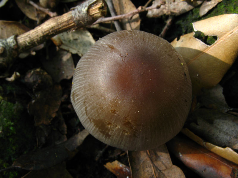 Coprinus sp.