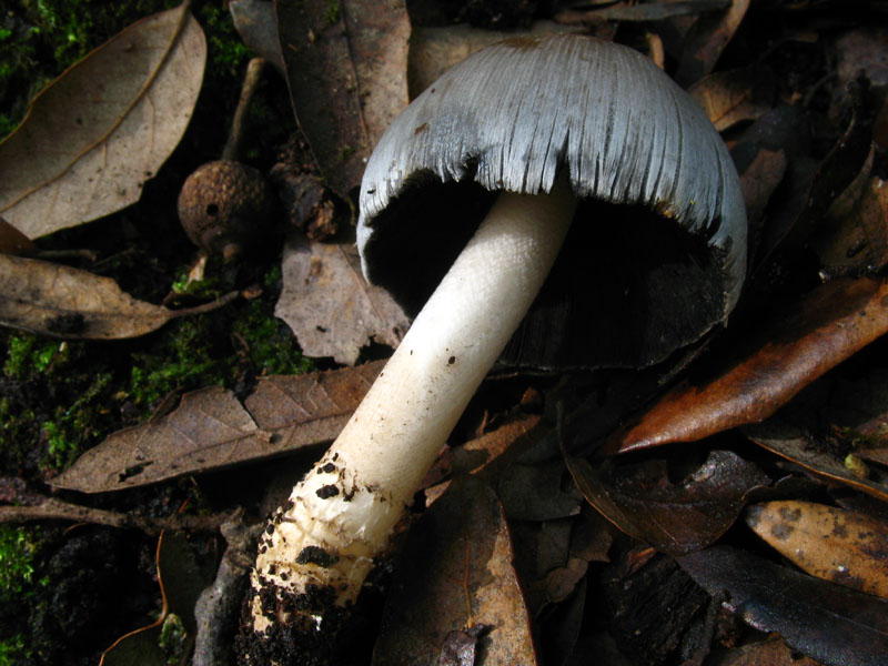 Coprinus sp.