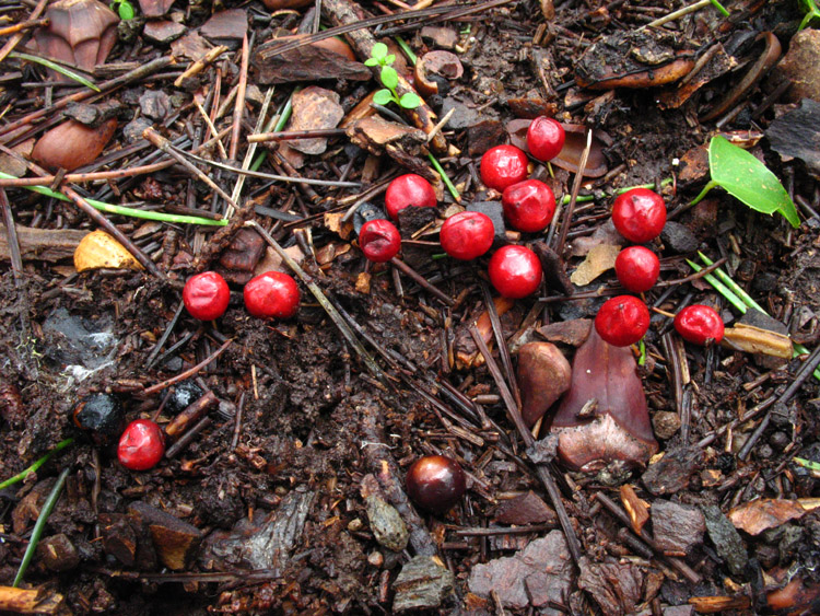 bacche di Smilax aspera