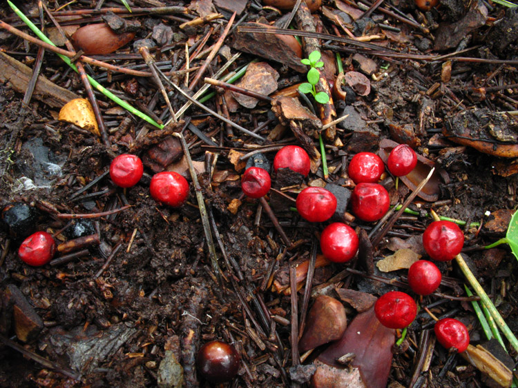 bacche di Smilax aspera