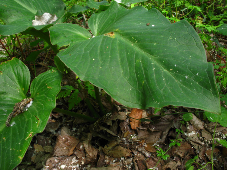 gigaro ? - Arum italicum