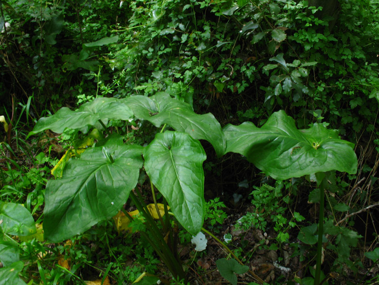 gigaro ? - Arum italicum