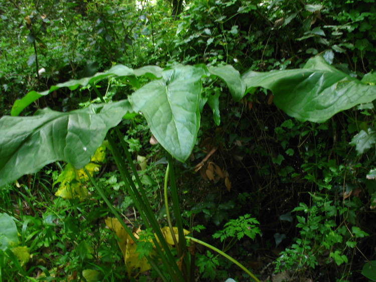 gigaro ? - Arum italicum