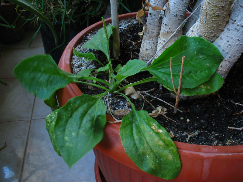 Plantago major s.l.