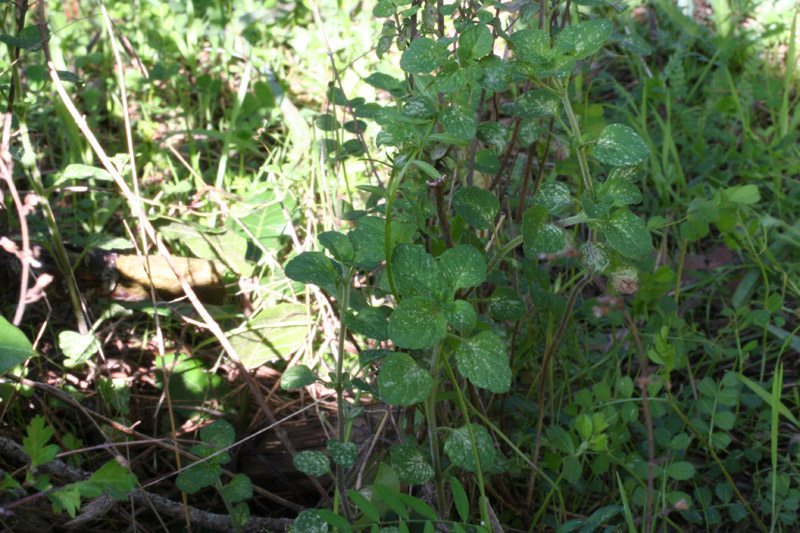 maggiorana? origano selvatico? - Calamintha nepeta